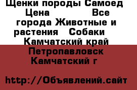 Щенки породы Самоед › Цена ­ 20 000 - Все города Животные и растения » Собаки   . Камчатский край,Петропавловск-Камчатский г.